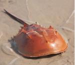 Testy szczepionek groźne dla krabów